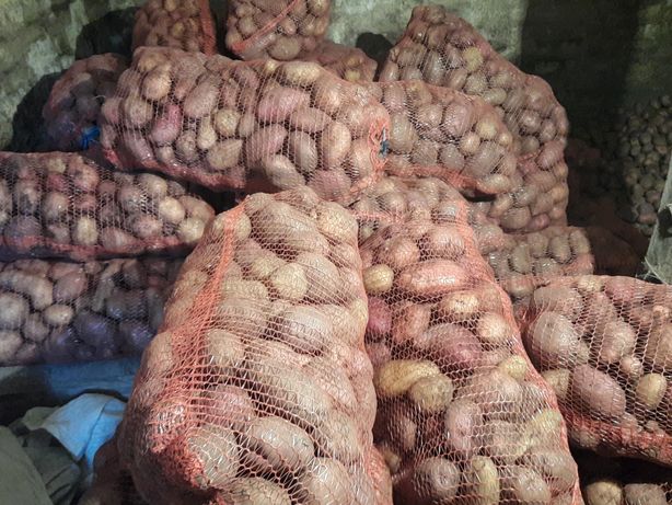 Продам мішану картоплю