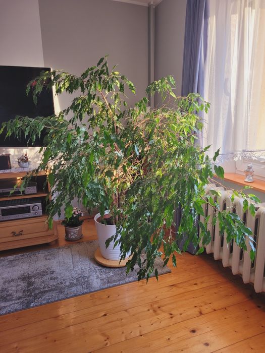 Kwiat fikus ficus benjamiński figowiec