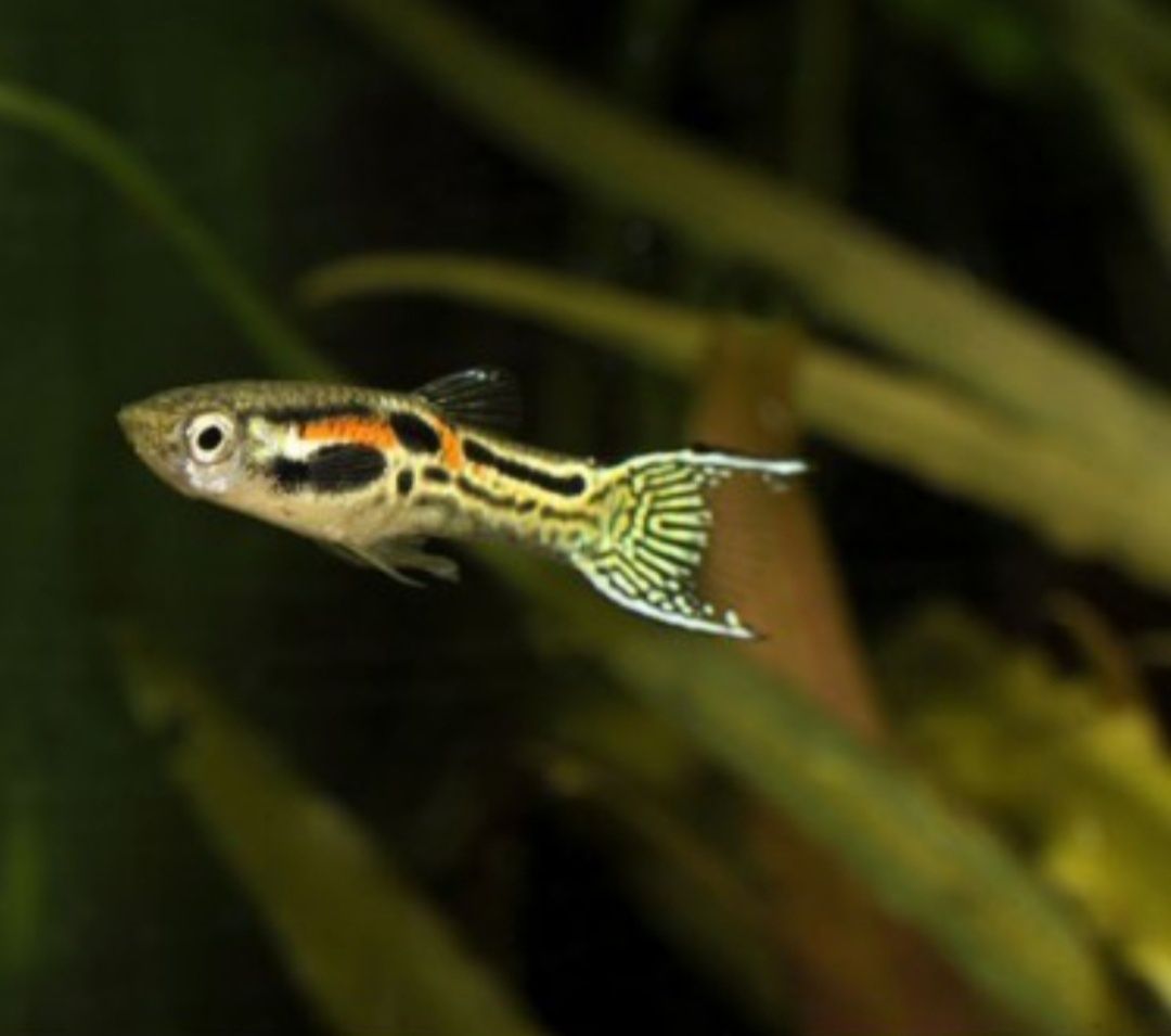 Peixes Guppys Endler Japan Blue e Tiger