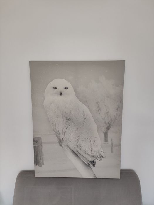 Obraz,Sowa,czarno-biały