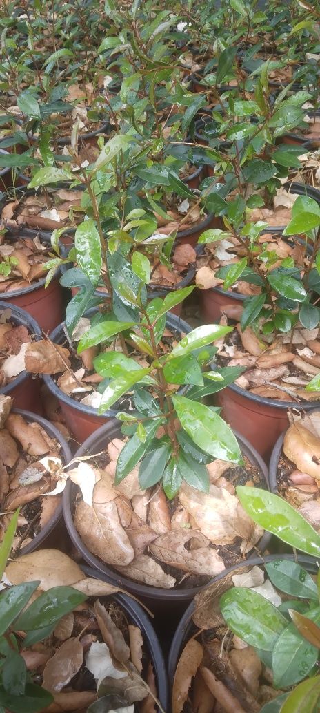 Eugenias para sebes ultimas unidades
