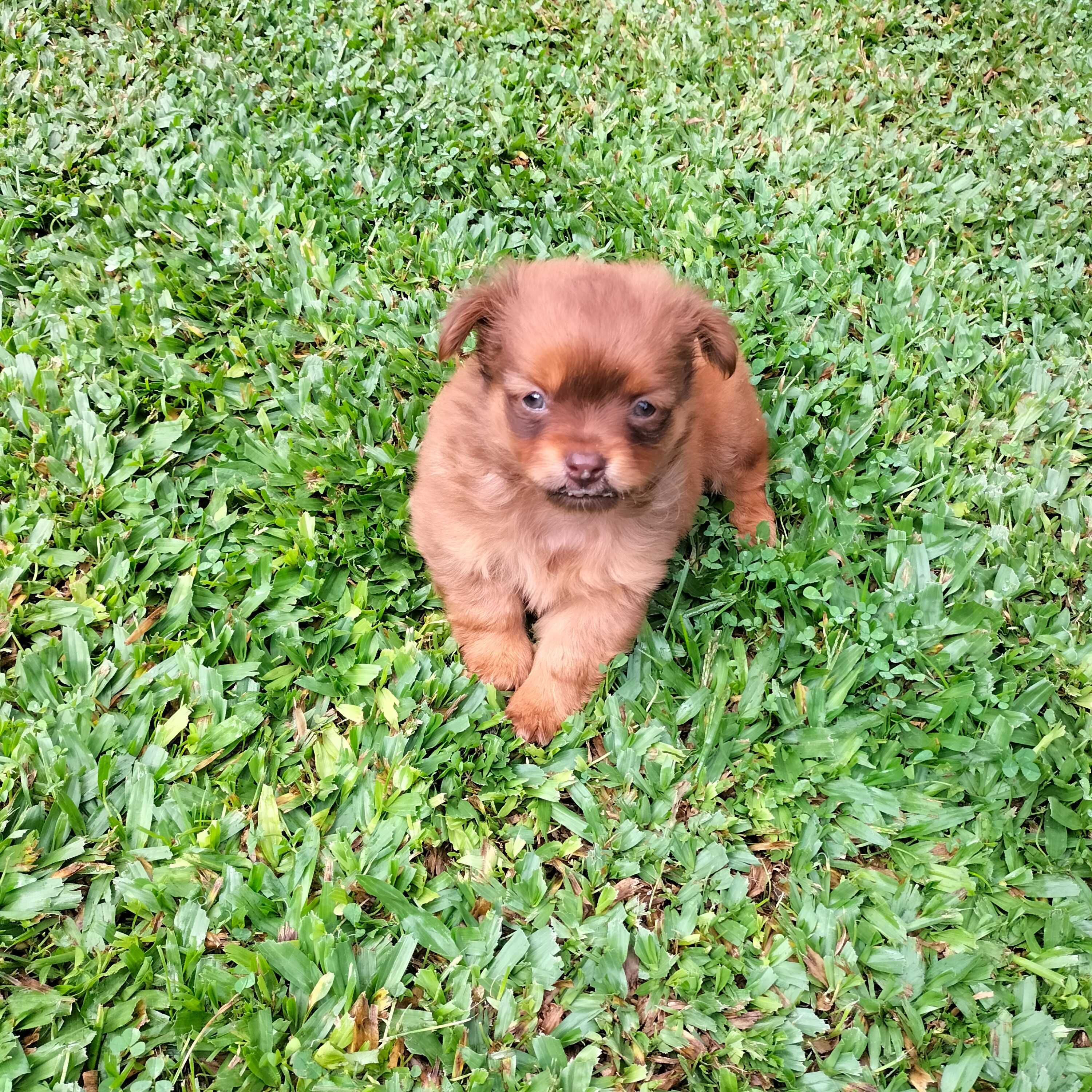 Chihuahua xx macho