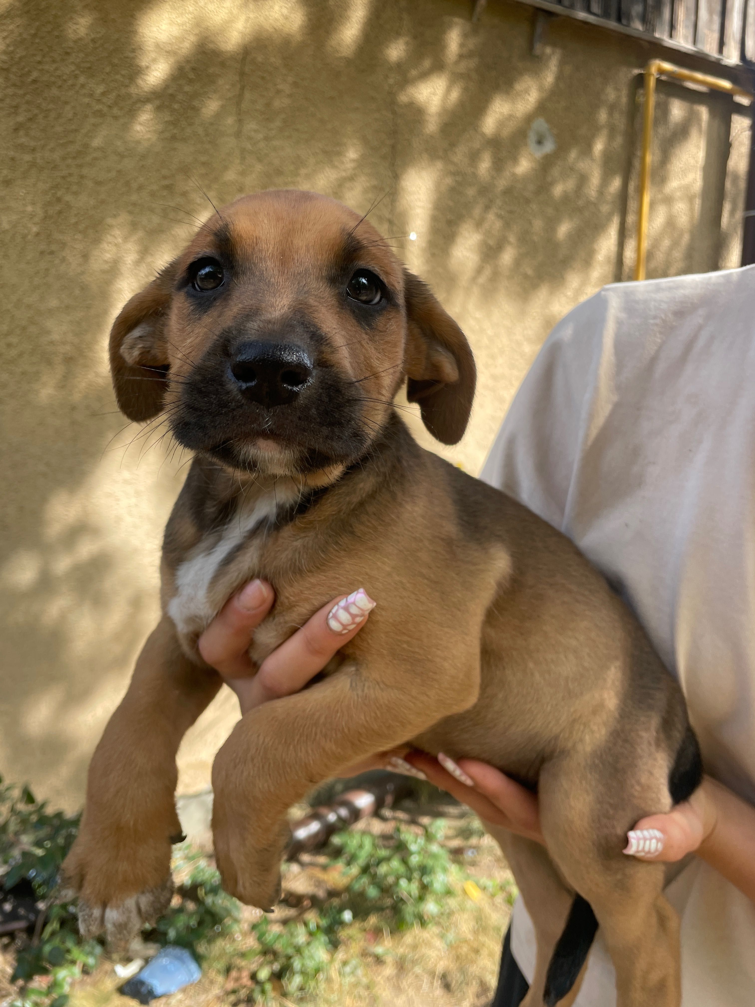 Szczeniaki po mamie amstaff