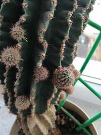 Zaszczepki kaktusa
