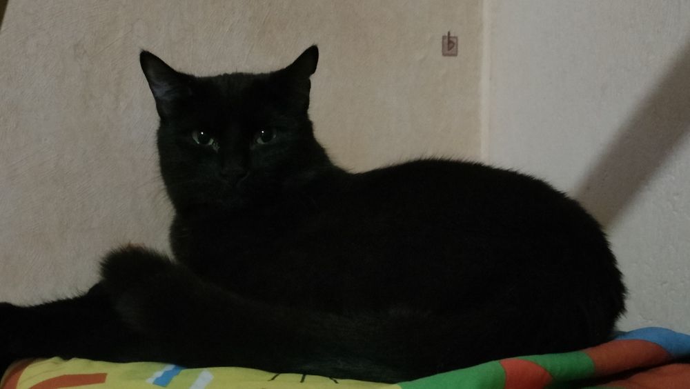 Negra, Negrusia ok 1,5 roku