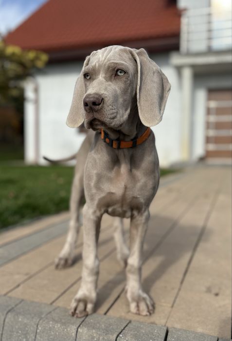 Wyżeł weimarski krótkowłosy Zkwp FCI suczka - gotowa do odbioru