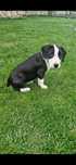 Szczeniaczki mama Amstaff