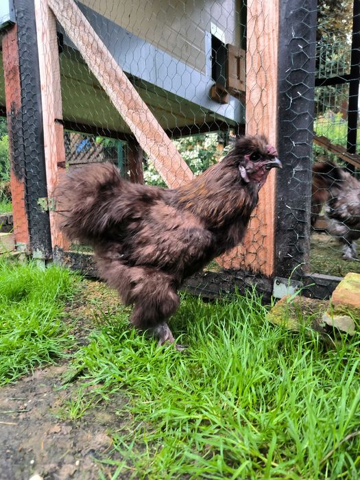 Kogut silka , dwa do wyboru