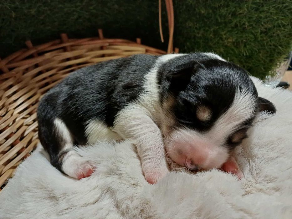 Border Collie Szczeniak z rodowodem, pies wychowany w domu.