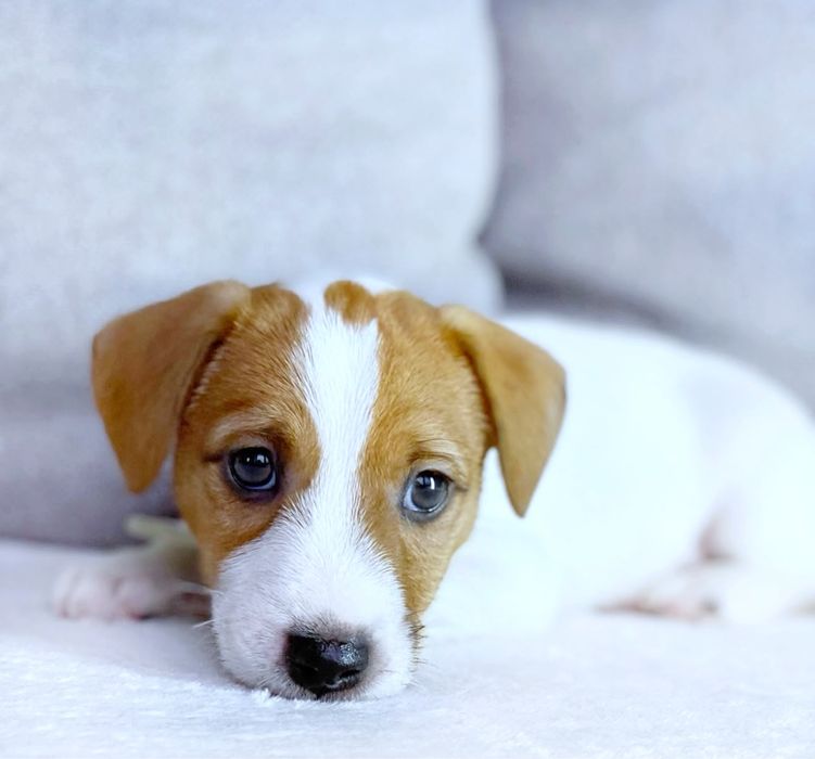 Джек рассел маленька красуня ‼️