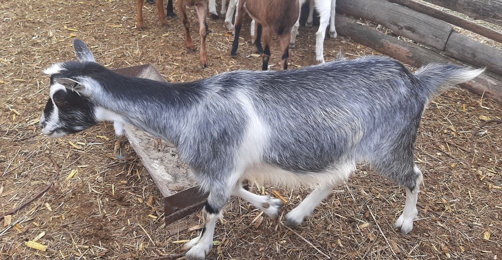 Альпийская коза год и 8 месяцев. Козы.