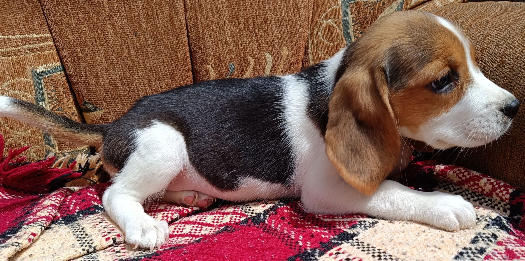 Beagle suczka czystej rasy .