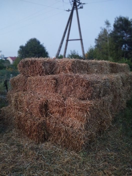 Sloma w kostach ładnie zbita