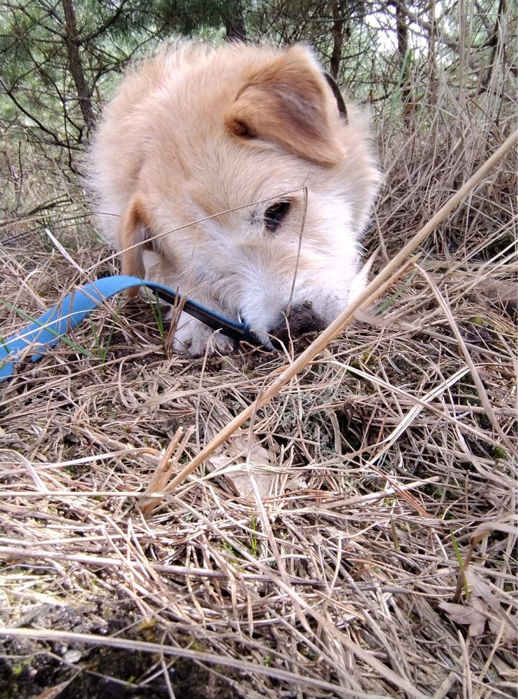 Tadziu kochany szorstkowlosy psiak do adopcji