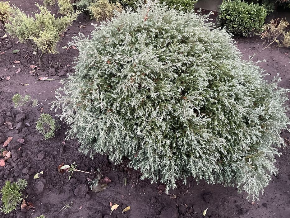 Продаю гарні туї з власного розсадника