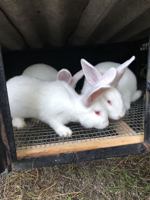 Кролики Білий панон