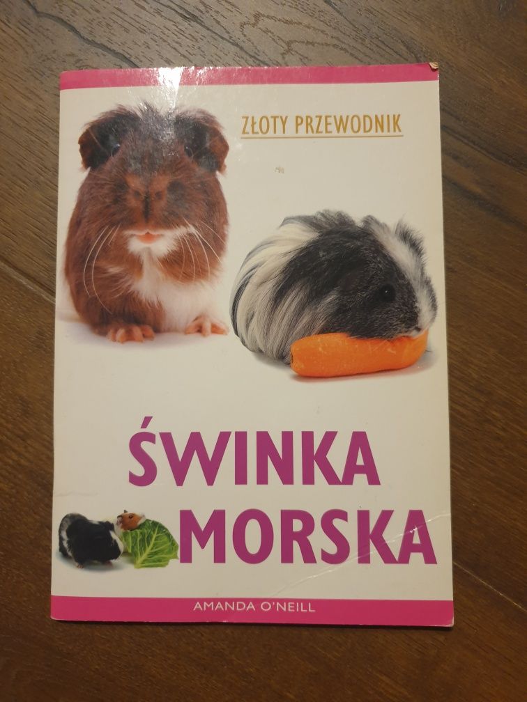 Poradnik świnka morska