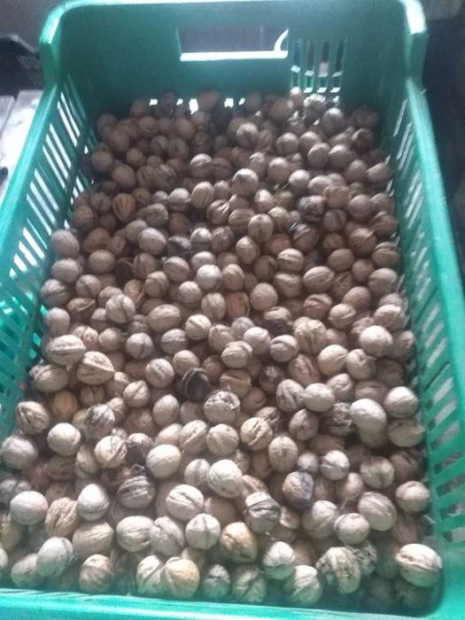 Orzechy wloskie sprzedam