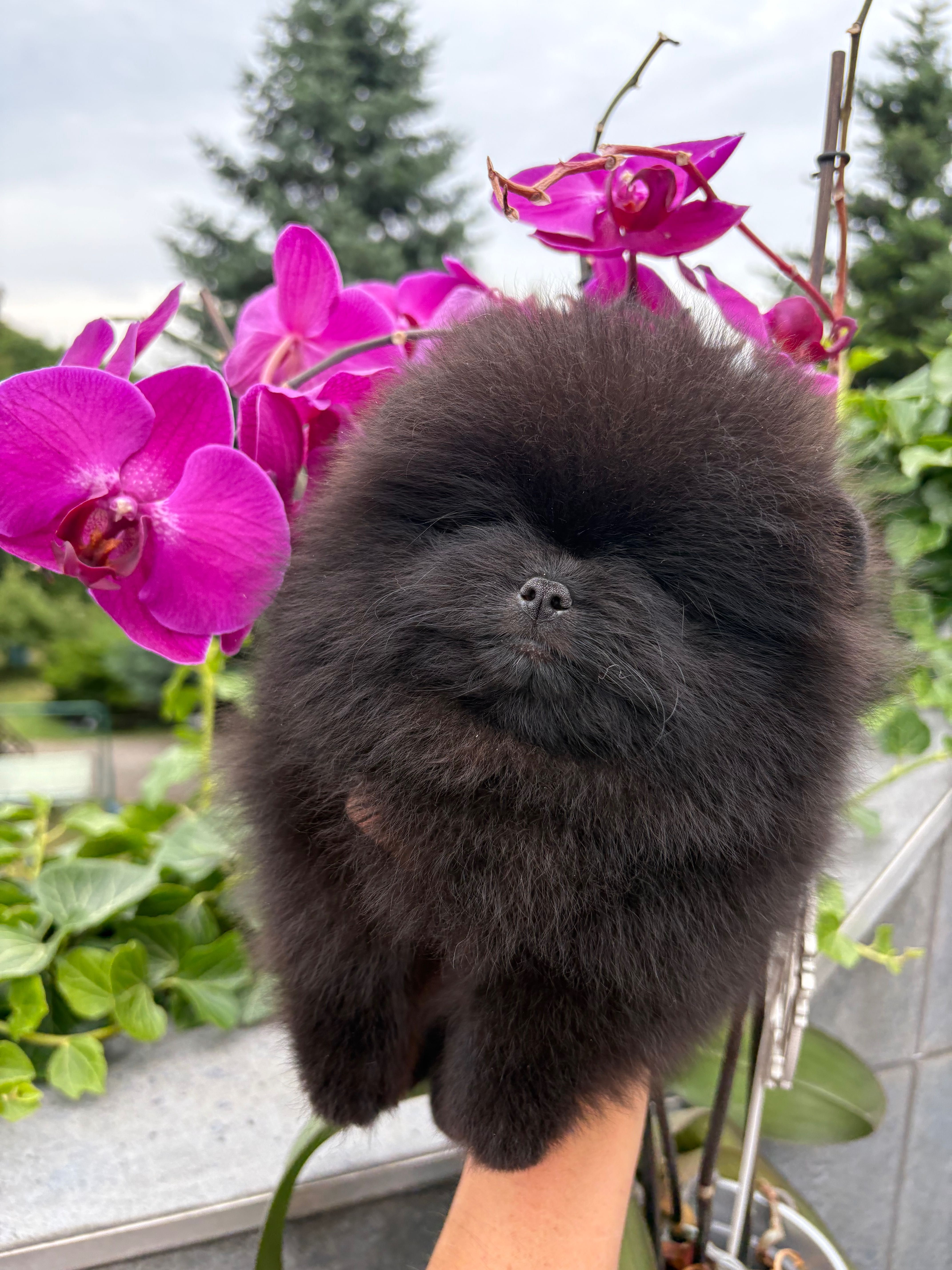 Szpic miniaturowy FCI zkwp Pomeranian samiec