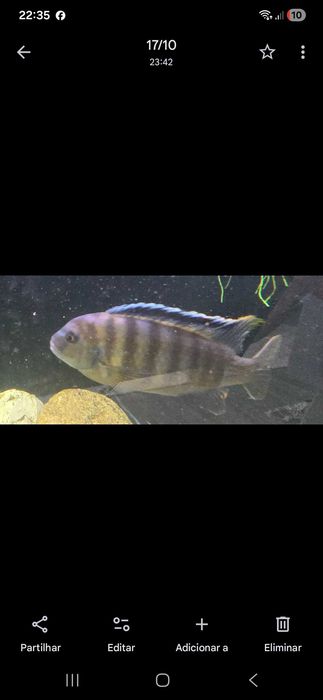 troco este peixe grande por espécies mais pequenas