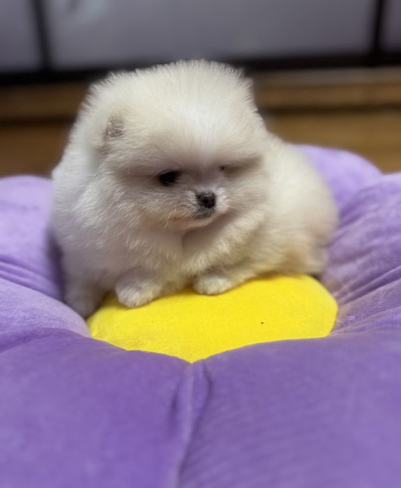 Померанський шпіц