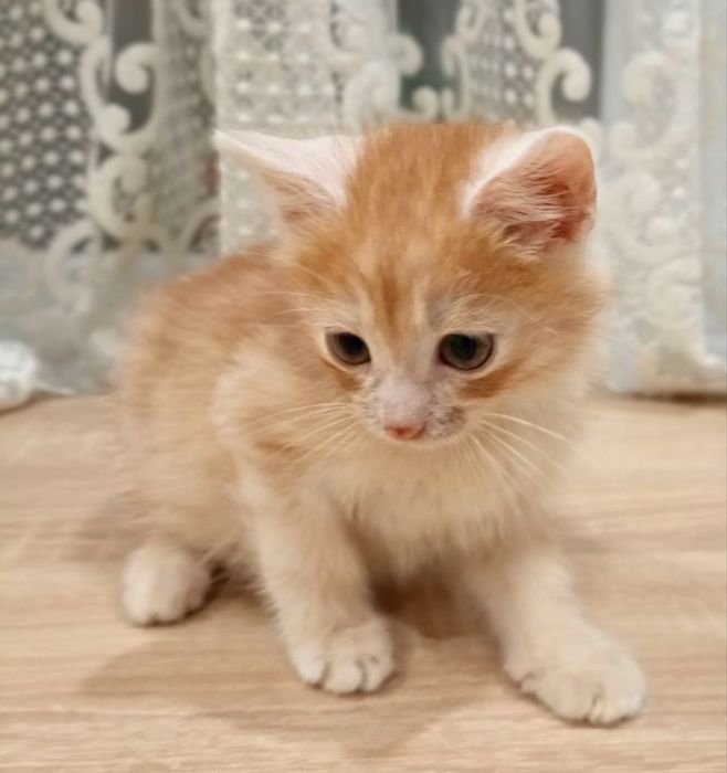 Кошеня 2 міс хлопчик