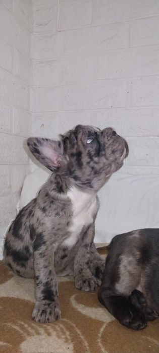 Девчуля с голубыми глазами