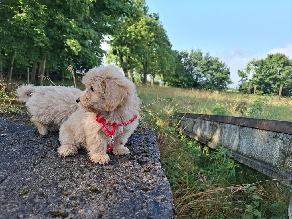 maltipoo szczeniak gotowy