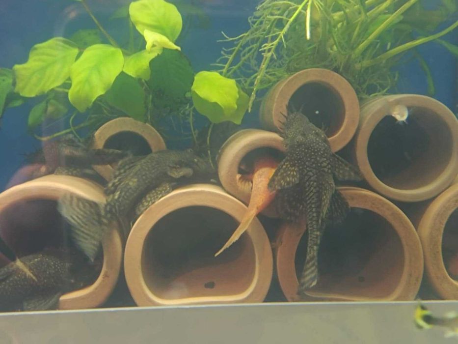 Grota dla zbrojnika glonojada  ceramiczna kryjówka w akwarium do tarła