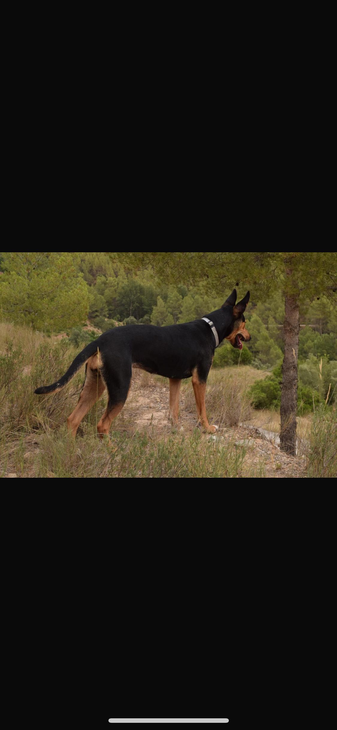 Suczka do adopcji