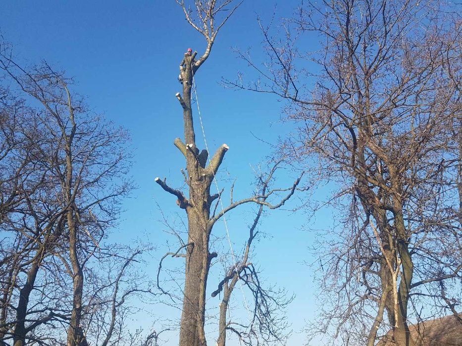 Wycinka drzew trudnych,usługi rebakiem,uslugi mulczerem pod budowe