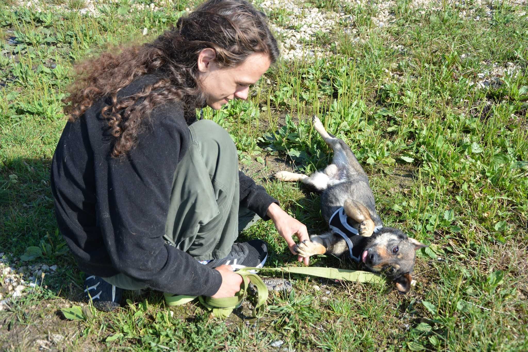 London - szuka domu w spokojnej okolicy ADOPCJA