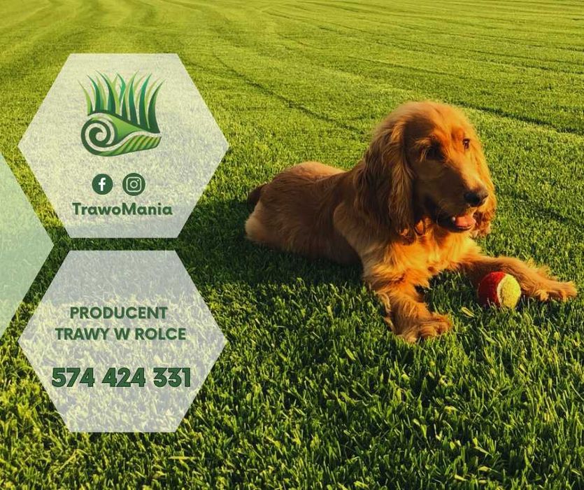 *** TrawoMania – trawa z rolki prosto od producenta ***
