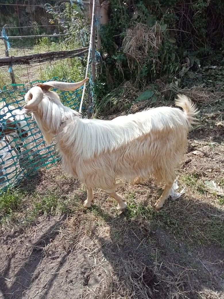 Cabrito bom racar