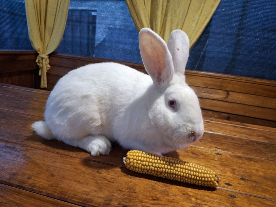 Кролі Термонці білі