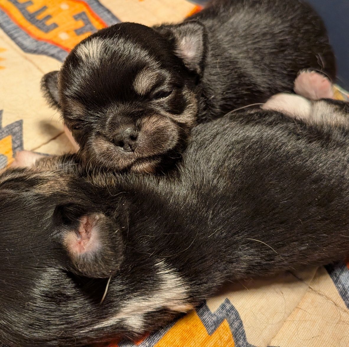 Chihuahua długowłosy FCI