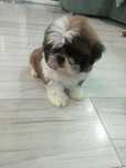 Shih- Tzu Trikolor