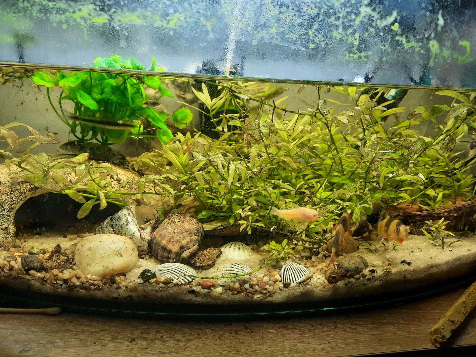 Akwarum aquael 61l