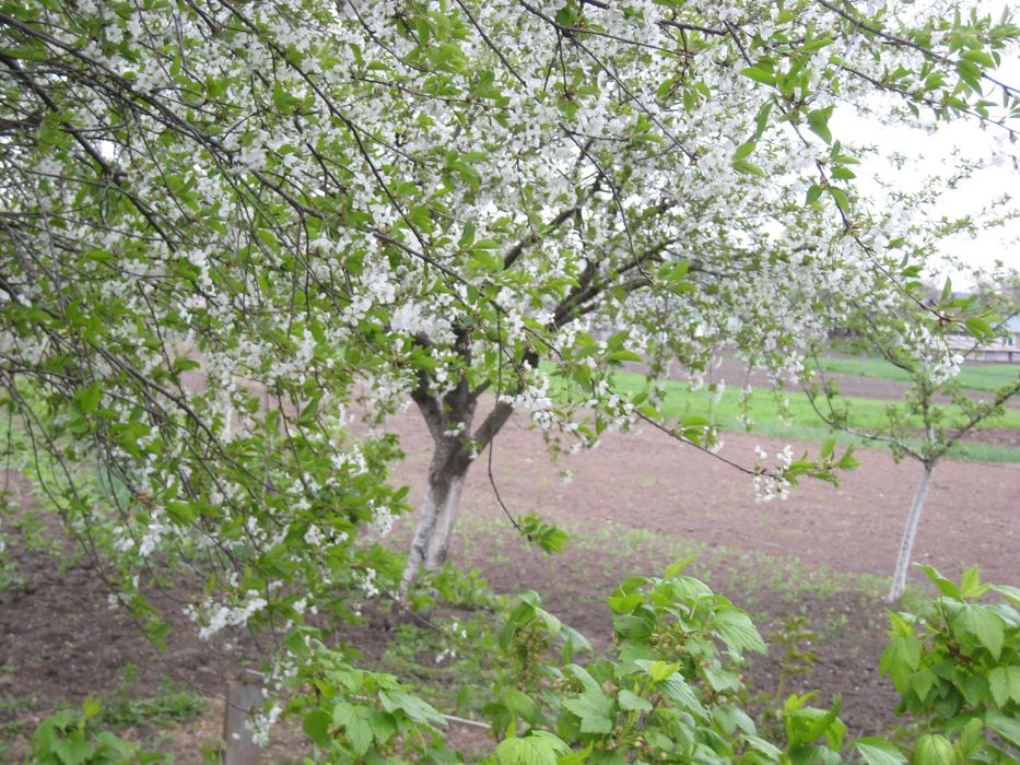 Забороль Рівненського р-ну,15км від міста,0.23га,чорнозем,власник.