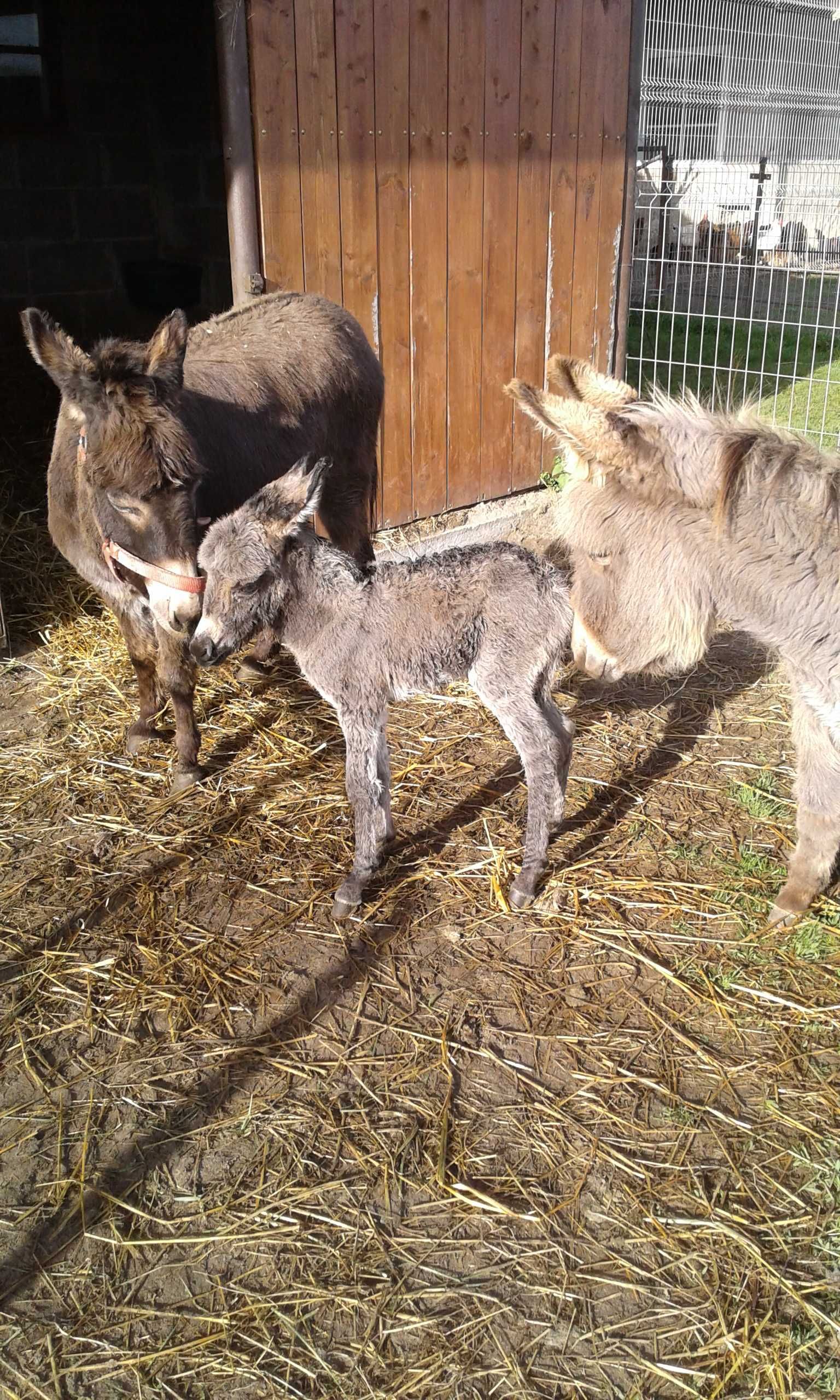 Domek Do Wynajęcia Jazda Konna 4- 8 osób. Stawy rybne Stajnia Fiord