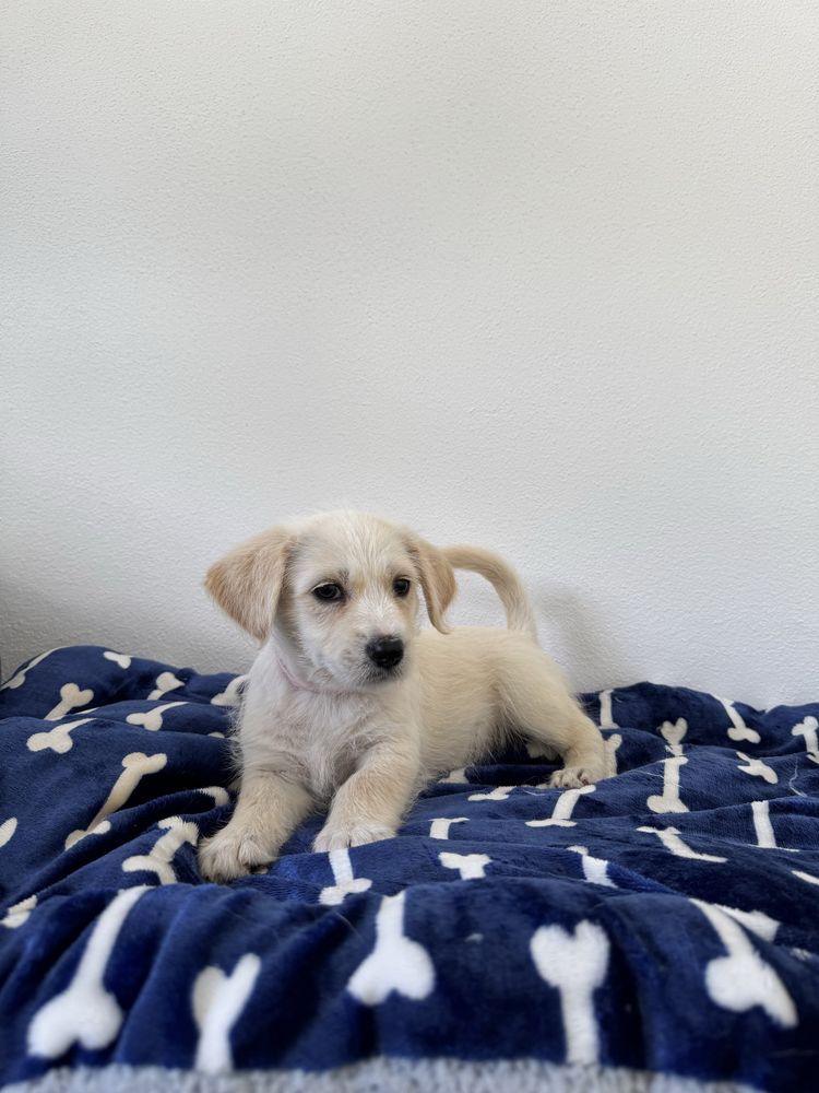 Lua & Estrelita - 2.5 meses, porte médio (15kg)