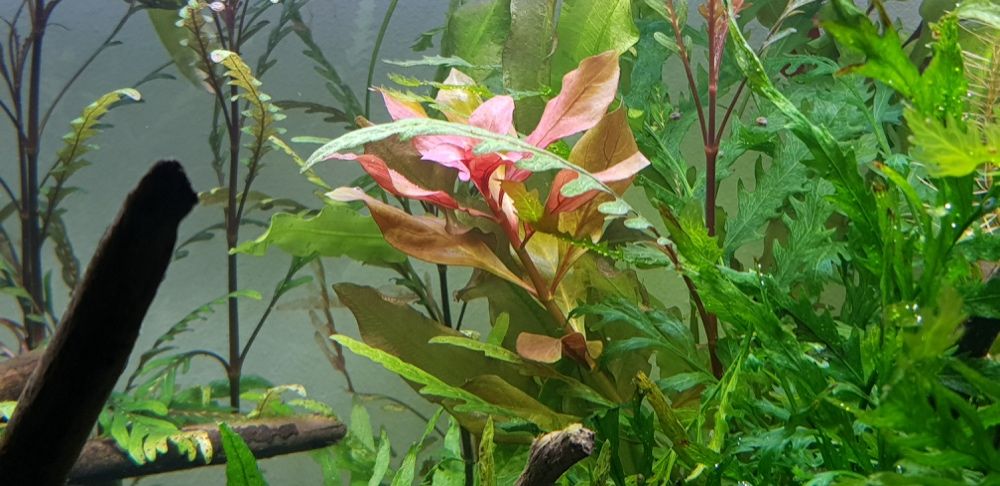 Ludwigia repens rubin (planta aquário)