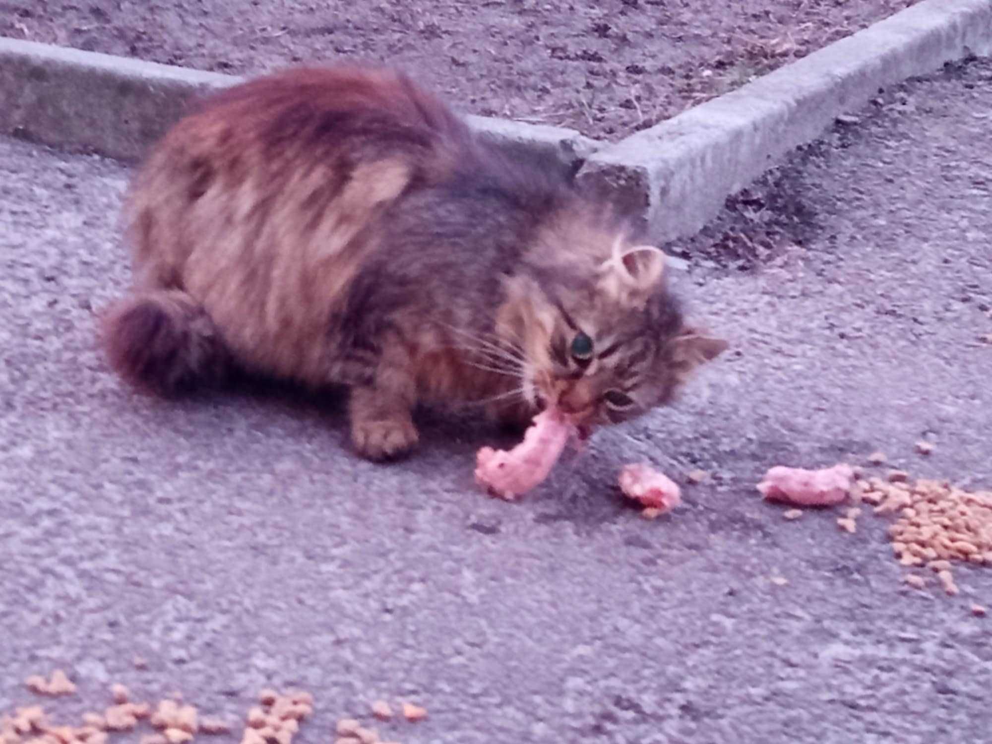 TIRANA drobna puchata kotka w typie rasy żyje na ulicy, pilnie dom