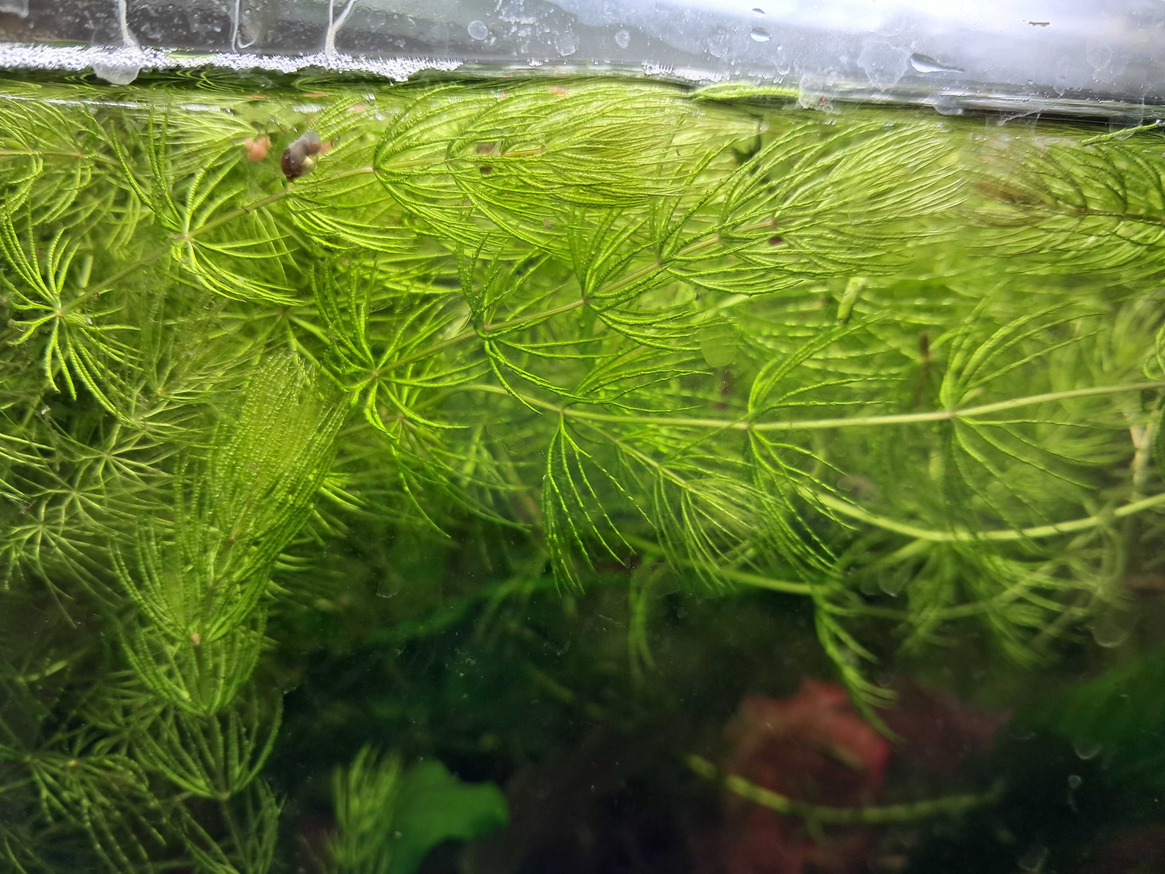 Planta aquário foxtail