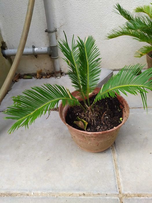 Palmeiras Cycas Revoluta