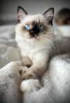 Ragdoll FPL, Arabica