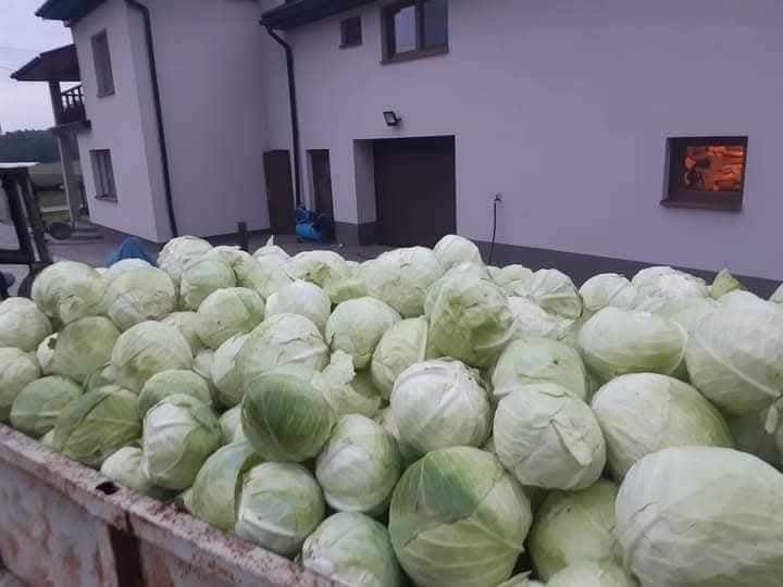 Kapusta szatkowana z własnej uprawy