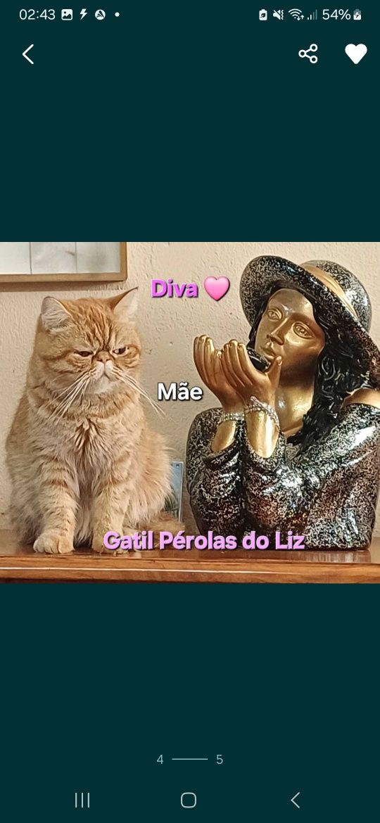 Persa exótico  com lop