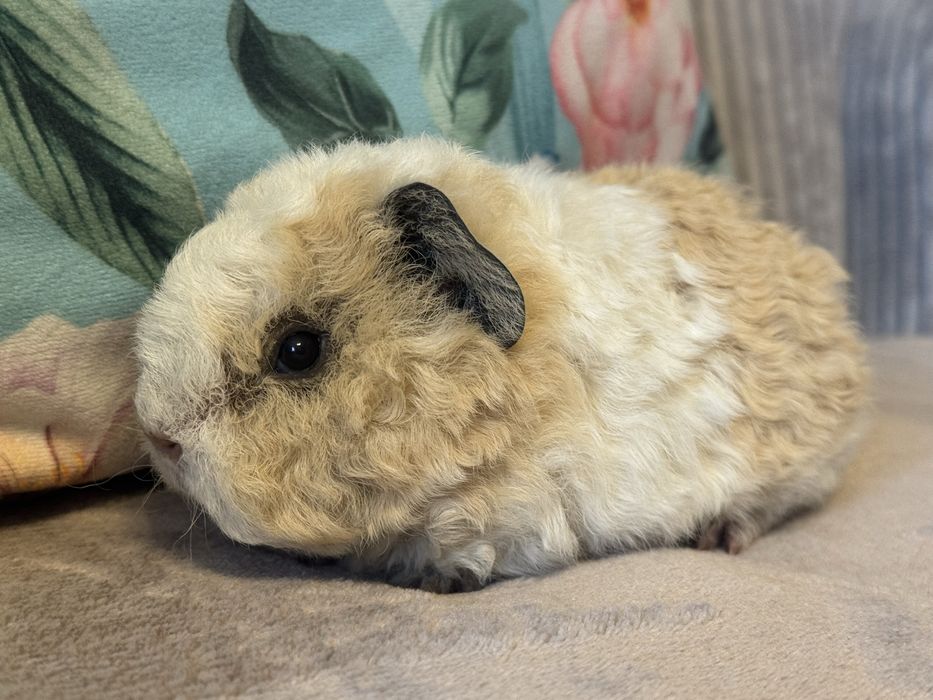 Cudny Samiec Świnka Morska Kawia Domowa Teddy US