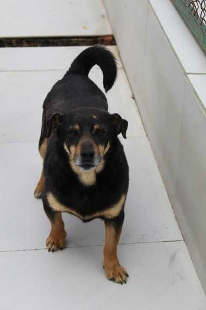 088928 Kobi do adopcji